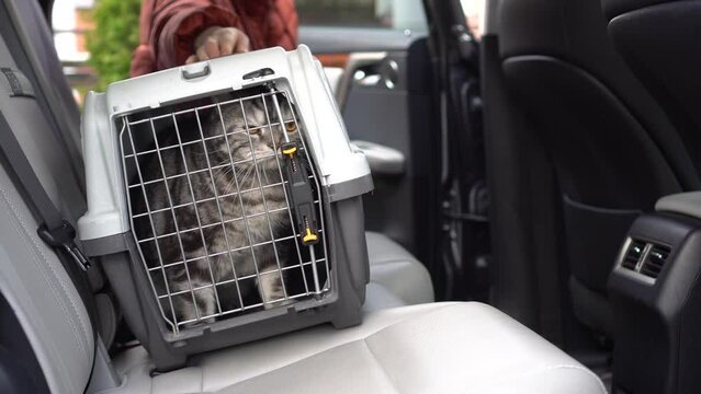 Placing the cat carrier in the back seat of the car. Comfortable travel with pets using pet carrier. 