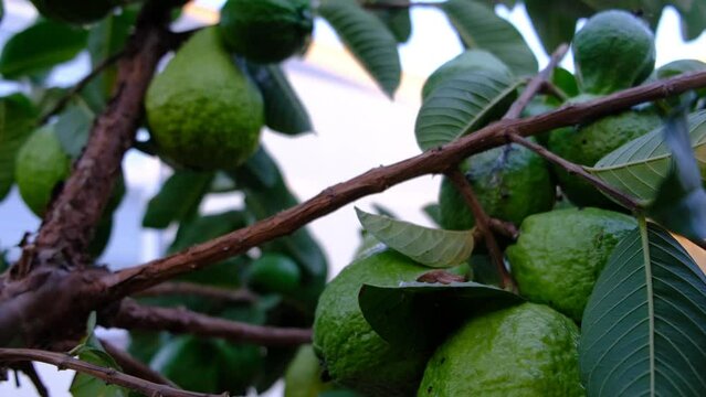Ripe guava on tree branch with green leaves