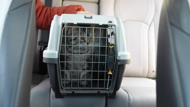 British silver striped cat sitting in a cat carrier near her owner on a back seat of the car. Comfortable travel with pets using pet carrier.