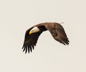 Majestic bald eagle flying under a cloudy sky on a gloomy day