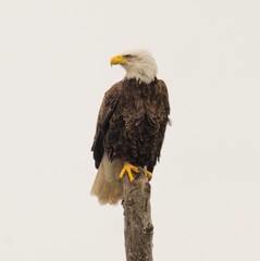 Majestic bald eagle perched atop a tree branch with its wings spread