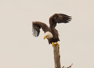 Majestic bald eagle perched atop a tree branch with its wings spread