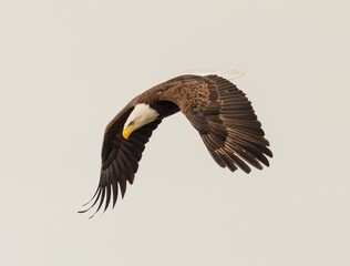 Majestic bald eagle flying under a cloudy sky on a gloomy day