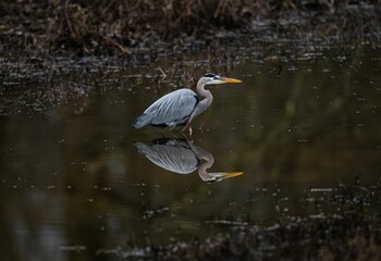 Closeup of a great blue heron perched in a pond in a forest