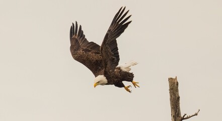 Majestic bald eagle flying under a cloudy sky on a gloomy day