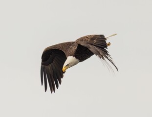Majestic bald eagle flying under a cloudy sky on a gloomy day