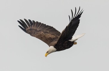 Majestic bald eagle flying under a cloudy sky on a gloomy day