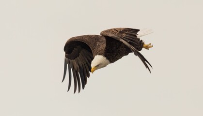 Majestic bald eagle flying under a cloudy sky on a gloomy day
