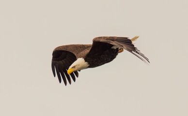 Majestic bald eagle flying under a cloudy sky on a gloomy day