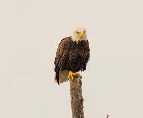 Majestic bald eagle perched atop a tree branch with its wings spread