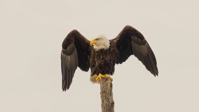 Majestic bald eagle perched atop a tree branch with its wings spread
