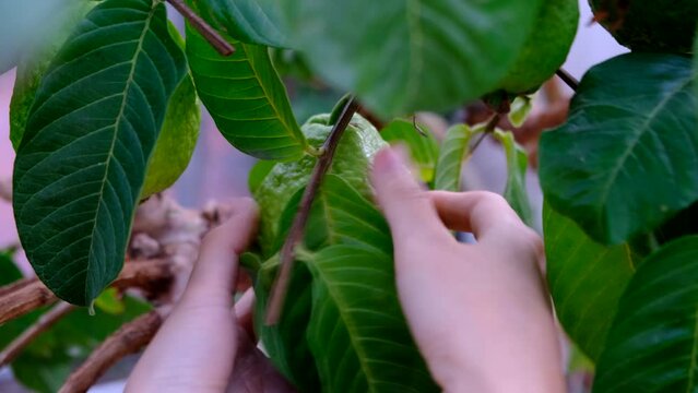 Ripe guava on tree branch with green leaves