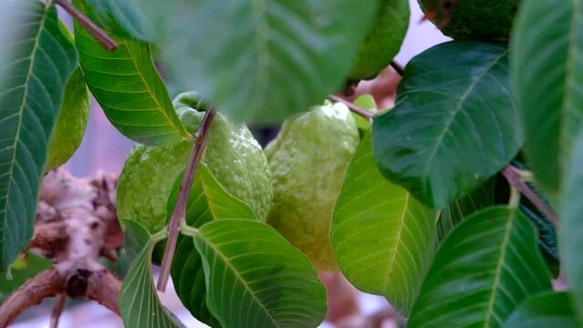 Ripe guava on tree branch with green leaves
