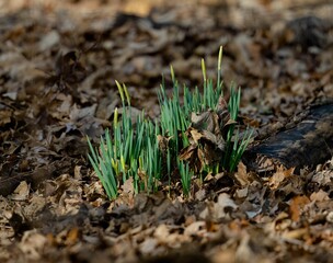 Closeup of the grass growing in a forest covered in dried leaves and branches