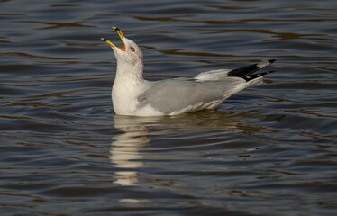 Closeup of a seagull swimming on a lake outdoors on a sunny day