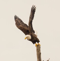 Majestic bald eagle perched atop a tree branch with its wings spread