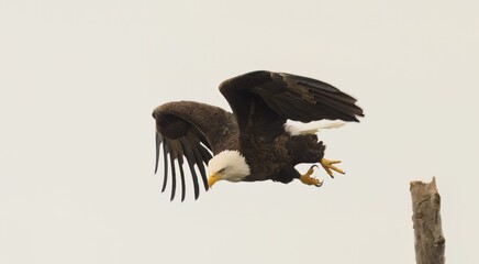 Majestic bald eagle flying under a cloudy sky on a gloomy day