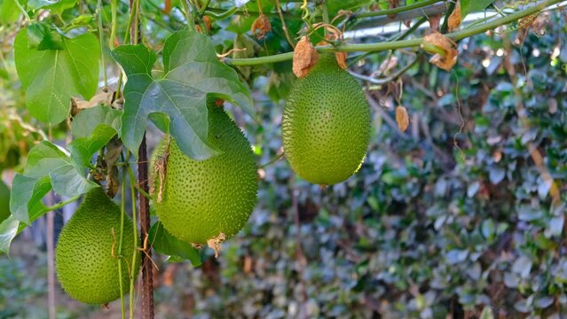 Cochinchin Gourd Gac, Momordica Cochinchinensis fruit on vine