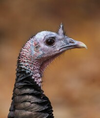 Vertical closeup of a bronze turkey looking aside