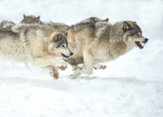 Closeup of a pack of wolves running on snow