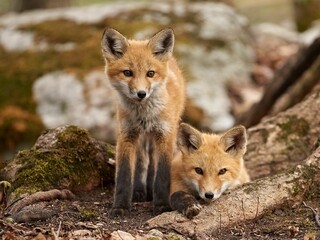 Closeup of red Kit foxes sitting on roots of a tree covered with moss
