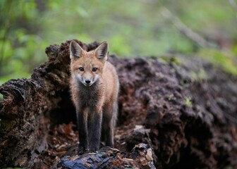 Naklejka na ściany i meble Closeup of a red Kit fox standing on roots of a tree covered with moss