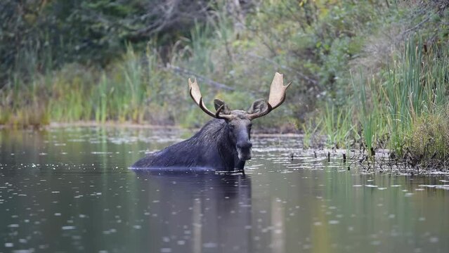 Slow motion of a black moose standing on a lake while raining