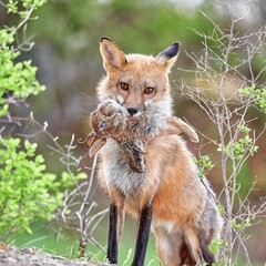 Closeup of a Kit fox holding a rabbit in its mouth, standing in green shrubs