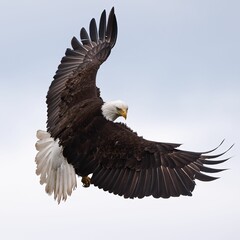 Giant bald eagle (Haliaeetus leucocephalus) flying against clear cloudles sky