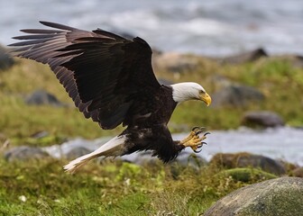 Closeup of a Bald Eagle (Haliaeetus leucocephalus) during its flight over a green field