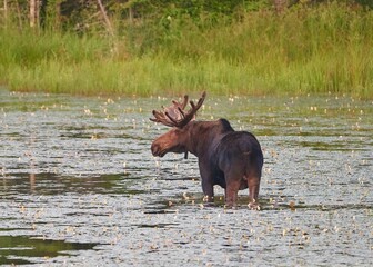 Closeup of a moose (Alces alces) in a lake