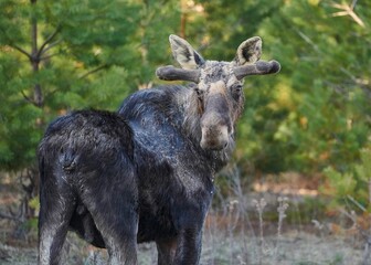 Closeup of a moose (Alces alces) in a forest against blurred background