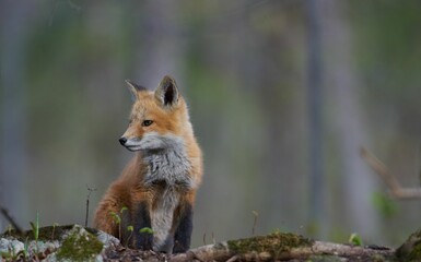 Closeup of a small kit fox (Vulpes macrotis) against blurred background