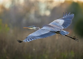Closeup of a great blue heron (Ardea herodias) during its flight