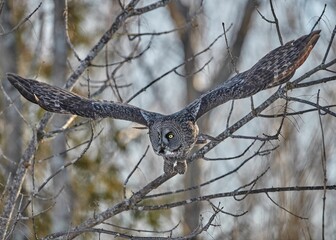 Closeup of a great grey owl (Strix nebulosa) flying from a tree
