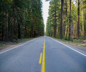 Fototapeta na wymiar Highway through forest
