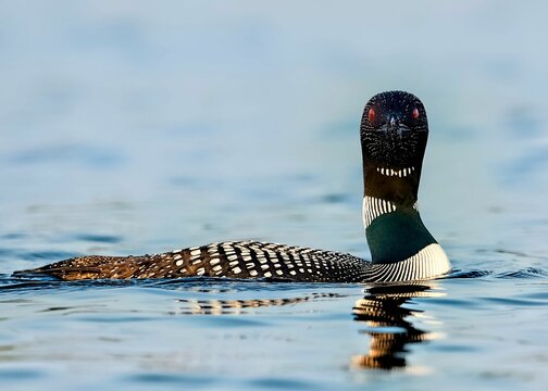 Closeup of a loon (Gavia) on the water surface against blurred background