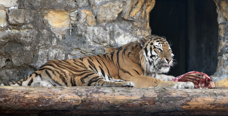 Siberian tiger (P. t. altaica), also known as Amur tiger, eats meat