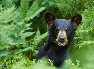 Closeup of a black and brown bear cub in a forest staring at the camera © Joewilson/Wirestock Creators