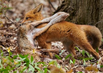 Closeup of a kit fox (Vulpes macrotis) in a forest with her cub in her mouth