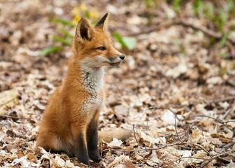 Closeup of a kit fox (Vulpes macrotis) in a forest against blurred background