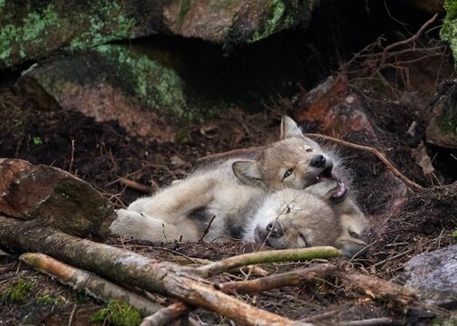 Closeup of eastern wolf (Canis lycaon) pups in a nest
