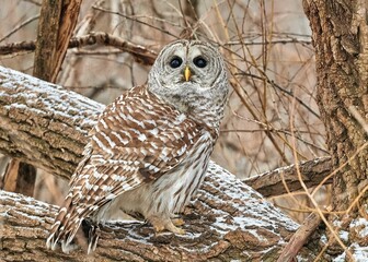 Barred Owl sitting on tree branch against blur background