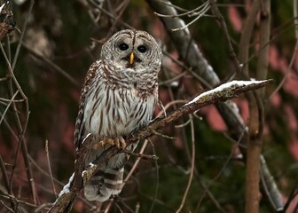 Closeup shot of a brown barred owl perched on a tree branch
