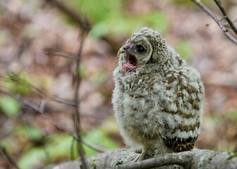 Northern barred owlet perching on a tree branch in the woods with blur background