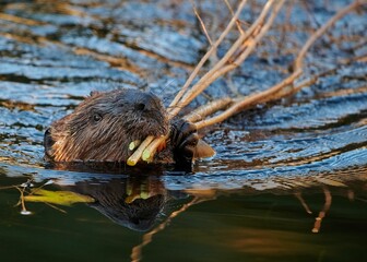 Eurasian beaver swimming with small branches in its mouth with blur background