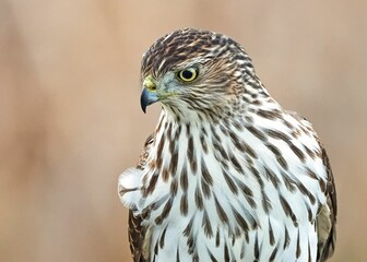 Shallow focus shot of a cooper's hawk looking down with blur background