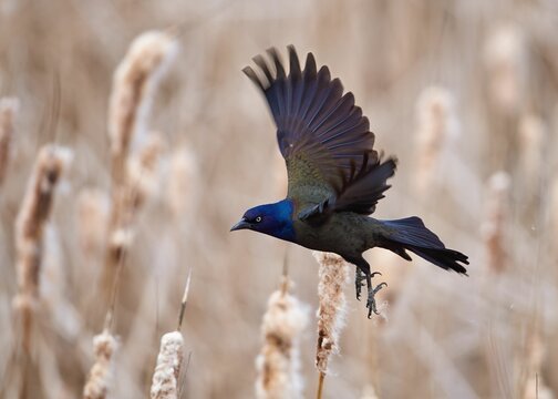 Closeup shot of a common grackle bird flying over a rural field
