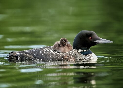 Shallow focus shot of a common loon swimming with her loonlet on her back in green pond