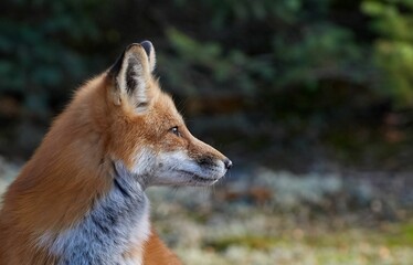 Side view portrait of a red fox in the woods with blur background